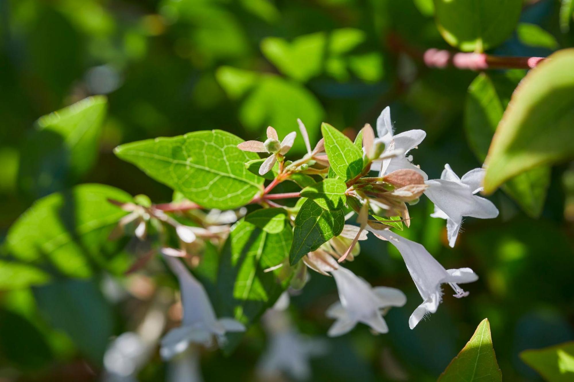 Mandarin Oriental, Santiago Ξενοδοχείο Εξωτερικό φωτογραφία Flowering honeysuckle